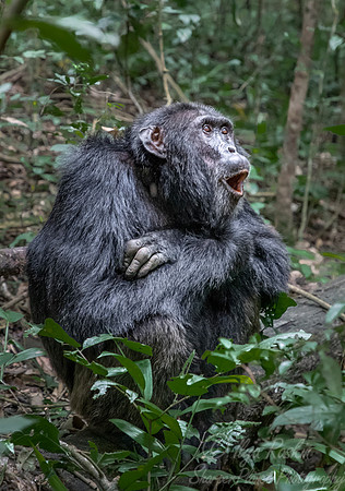 188 Chimpanzee (Pan troglodytes) - Kibale Forest NP Uganda