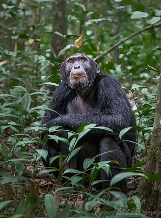 189 Chimpanzee (Pan troglodytes) - Kibale Forest NP Uganda
