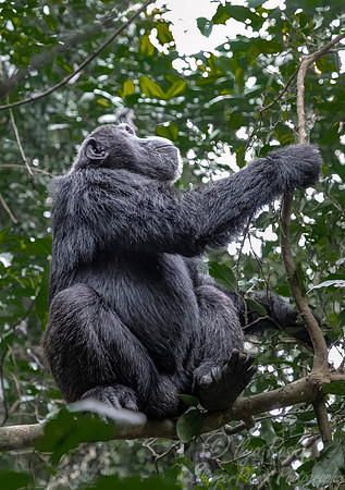 190 Chimpanzee (Pan troglodytes) - Kibale Forest NP Uganda