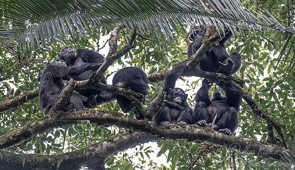 191 Chimpanzees (Pan troglodytes) - Kibale Forest NP Uganda