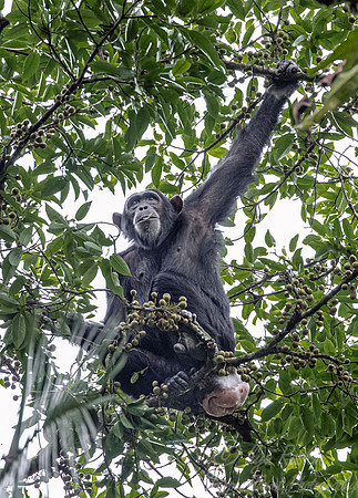 192 Chimpanzee female (Pan troglodytes) - Kibale Forest NP Uganda