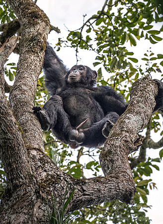 194 Chimpanzee male (Pan troglodytes) - Kibale Forest NP Uganda