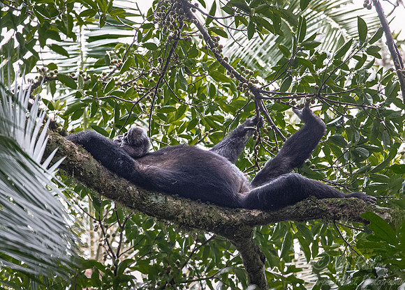 195 Chimpanzee (Pan troglodytes) - Kibale Forest NP Uganda