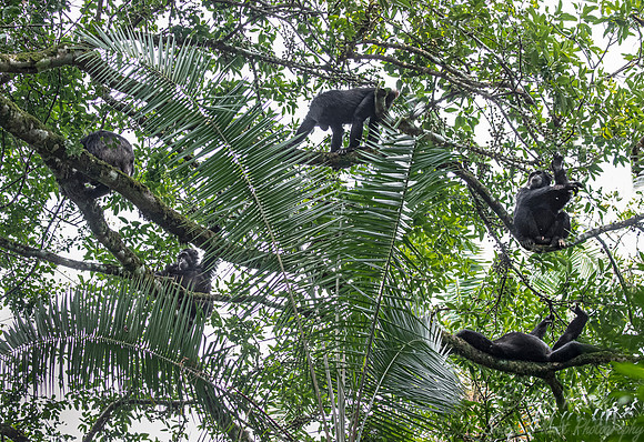 196 Chimpanzees (Pan troglodytes) - Kibale Forest NP Uganda