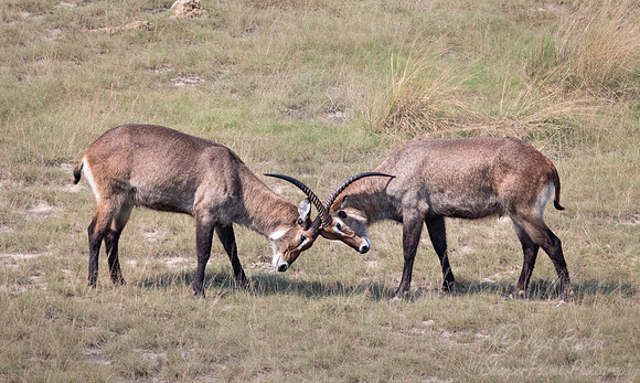 337 Defassa waterbuck (Kobus ellipsiprymnus) - Queen Elizabeth NP Uganda
