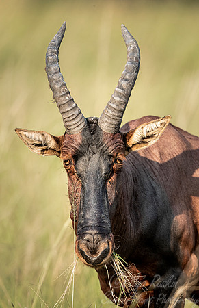 338 Topi or Tsessebe (Damaliscus lunatus jimela) - Queen Elizabeth NP Uganda