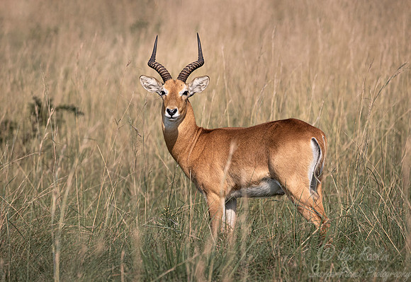 340 Ugandan kob (Kobus kob thomasi) - Queen Elizabeth NP Uganda