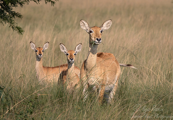 341 Ugandan kobs (Kobus kob thomasi) - Queen Elizabeth NP Uganda