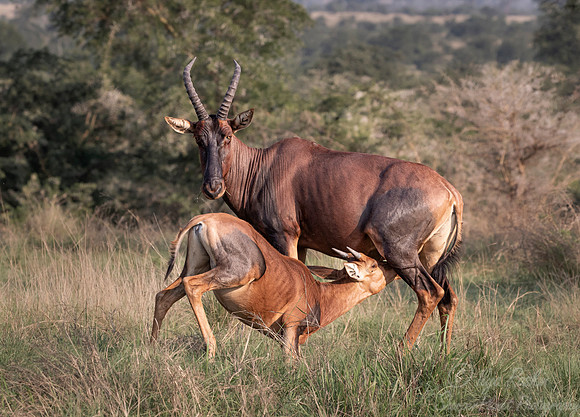 342 Topis or Tsessebes (Damaliscus lunatus jimela) - Queen Elizabeth NP Uganda