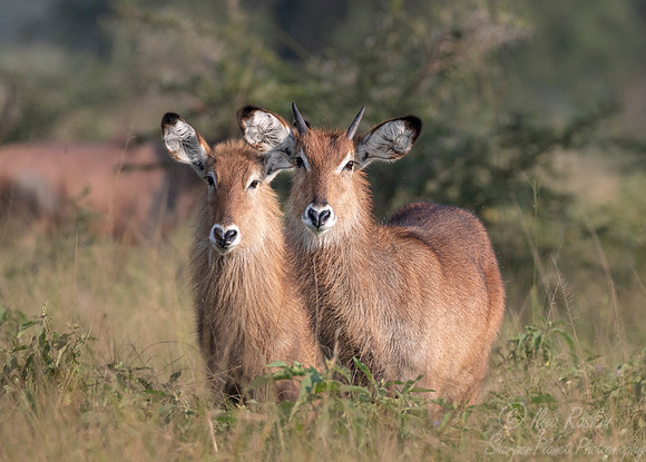 343 Ugandan kobs (Kobus kob thomasi) - Queen Elizabeth NP Uganda