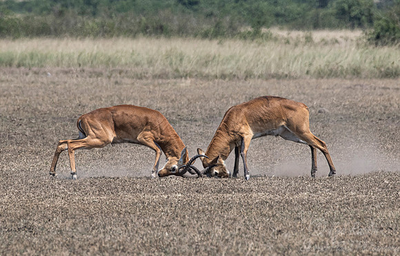 344 Ugandan kobs (Kobus kob thomasi) - Queen Elizabeth NP Uganda