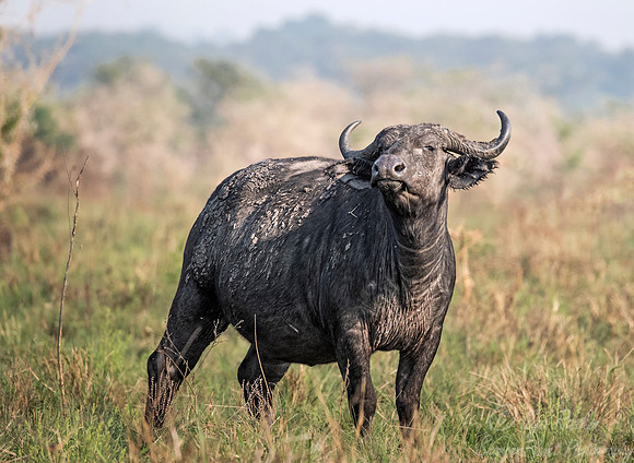 345 Cape buffalo (Syncerus caffer) - Queen Elizabeth NP Uganda