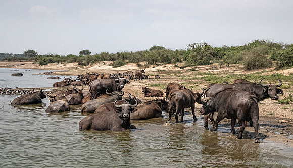 346 Cape buffalo (Syncerus caffer) - Queen Elizabeth NP Uganda