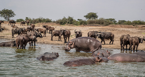 347 Hippopotamus (Hippopotamus amphibius) and Cape buffalos - Queen Elizabeth NP Uganda