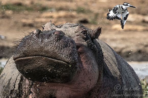 348 Hippopotamus (Hippopotamus amphibius) with Pied kingfisher - Queen Elizabeth NP Uganda