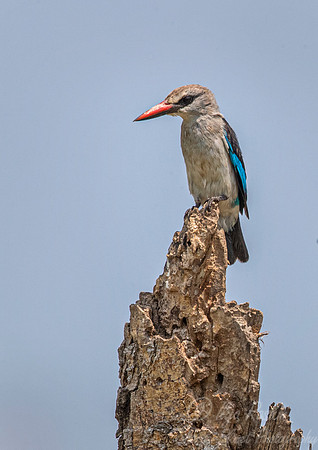 151 Brown-hooded kingfisher (Halcyon albiventris) - Queen Elizabeth NP Uganda