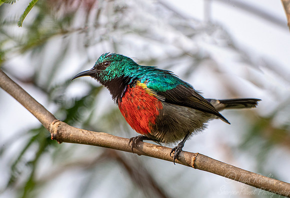 147 Regal sunbird (Cinnyris regius) - Bwindi Impenetrable Forest Uganda