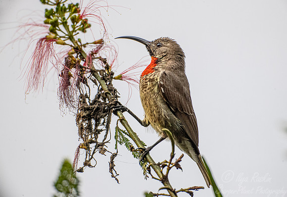 148 Scarlet-chested sunbird (Chalcomitra senegalensis) - Bwindi Impenetrable Forest Uganda