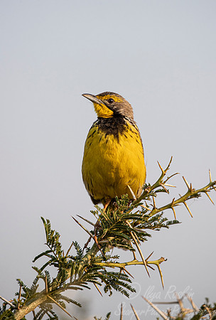 150 Yellow-throated longclaw (Macronyx croceus) - Bwindi Impenetrable Forest Uganda