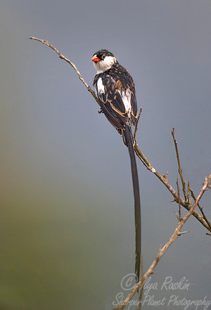 149 Pin-tailed whydah (Vidua macroura) - Bwindi Impenetrable Forest Uganda