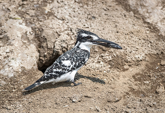 152 Pied kingfisher (Ceryle rudis) - Queen Elizabeth NP Uganda