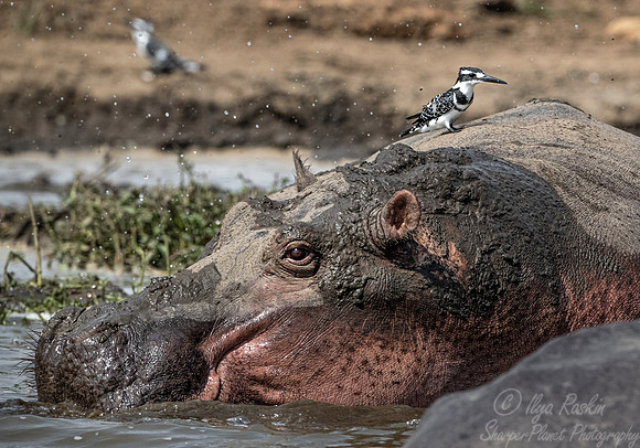 152 Pied kingfisher (Ceryle rudis) on a Hippopotamus - Queen Elizabeth NP Uganda