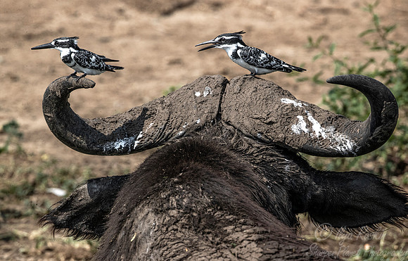 154 Pied kingfishers (Ceryle rudis) on a African buffalo - Queen Elizabeth NP Uganda