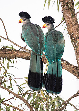 155 Great blue turaco (Corythaeola cristata) - Western Uganda