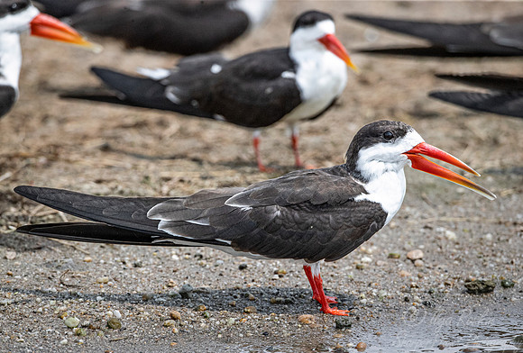 304 African skimmer (Rynchops flavirostris) - Queen Elizabeth NP Uganda