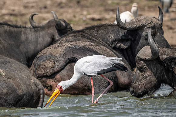 316  Yellow-billed stork (Mycteria ibis) - Queen Elizabeth NP Uganda