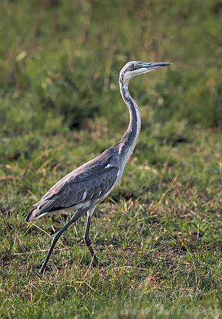 315 Black-headed heron (Ardea melanocephala) - Queen Elizabath NP Uganda