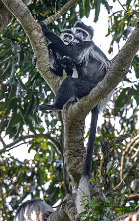 140 Black-and-white colobus (Colobuses angolensis) - Queen Elizabeth NP Uganda