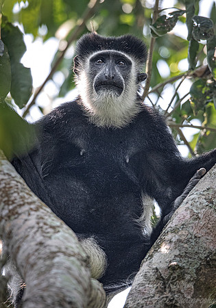 142 Black-and-white colobus (Colobus angolensis) - Queen Elizabeth NP Uganda