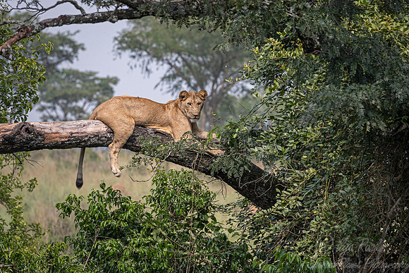 156 Lions (Panthera leo) - Queen Elizabeth NP Uganda