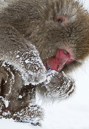 060 Japanese macaque (Snow monkey)(Macaca fuscata) - Nagano Japan