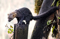 240 Tayra (Eira barbara) - Ecuador
