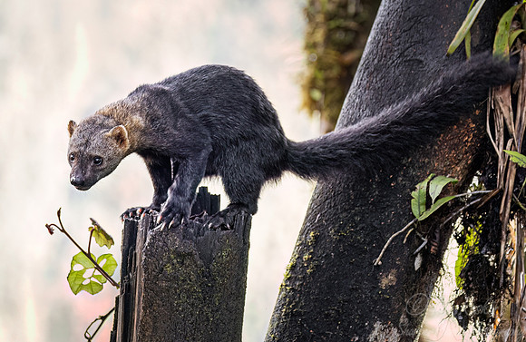 240 Tayra (Eira barbara) - Ecuador