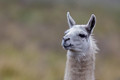 260 Llama (Lama glama) - Ecuador