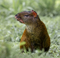 242 Central American agouti (Dasyprocta punctata) - Ecuador