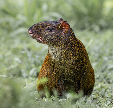 242 Central American agouti (Dasyprocta punctata) - Ecuador