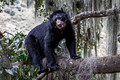 279 Spectacled bear (Tremarctos ornatus) - Ecuador