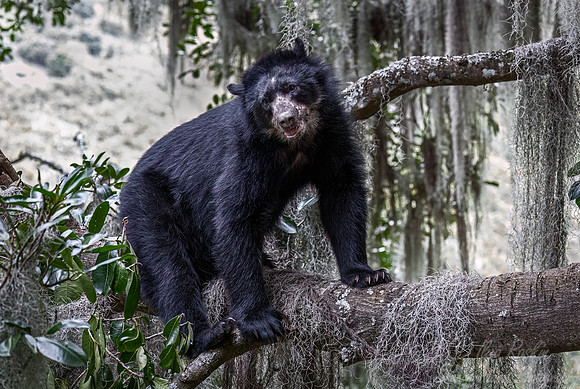 279 Spectacled bear (Tremarctos ornatus) - Ecuador