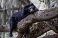 280 Spectacled bear (Tremarctos ornatus) - Ecuador