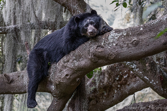 280 Spectacled bear (Tremarctos ornatus) - Ecuador