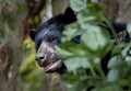 284 Spectacled bear (Tremarctos ornatus) - Ecuador