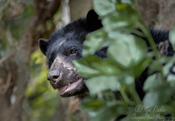284 Spectacled bear (Tremarctos ornatus) - Ecuador