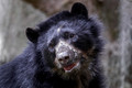 281 Spectacled bear (Tremarctos ornatus) - Ecuador