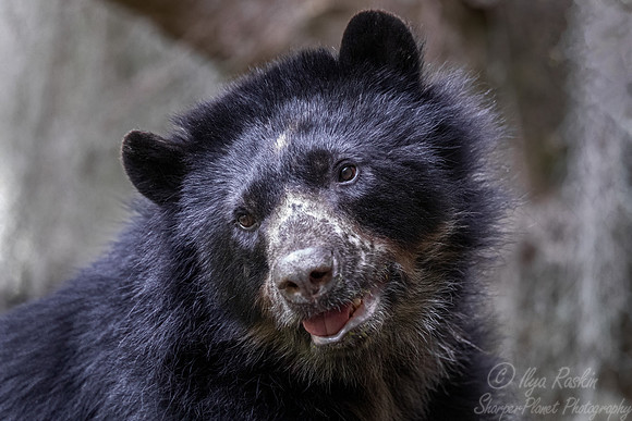 281 Spectacled bear (Tremarctos ornatus) - Ecuador