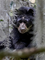 2024 Ecuador Spectacled Bears and Other Mammals