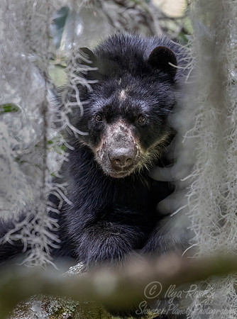 286 Spectacled bear (Tremarctos ornatus) - Ecuador